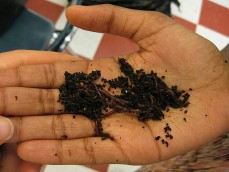 worms in hand