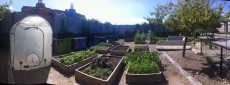 Summer sun on the farm