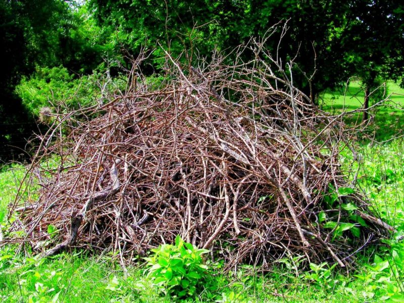 How to Build a Backyard Wildlife Brush Pile Groundwork Somerville